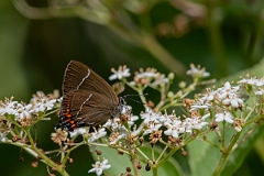 David Plant Photography - Wildlife Photography - White letter hairstreak - O